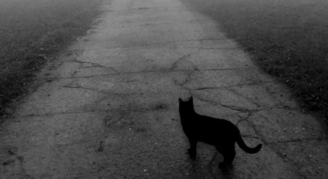 Черная кошка перешла дорогу справа налево или наоборот: к чему эта примета