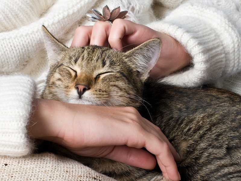 Почему кошки мурлыкают: мнения биологов и ветеринаров
