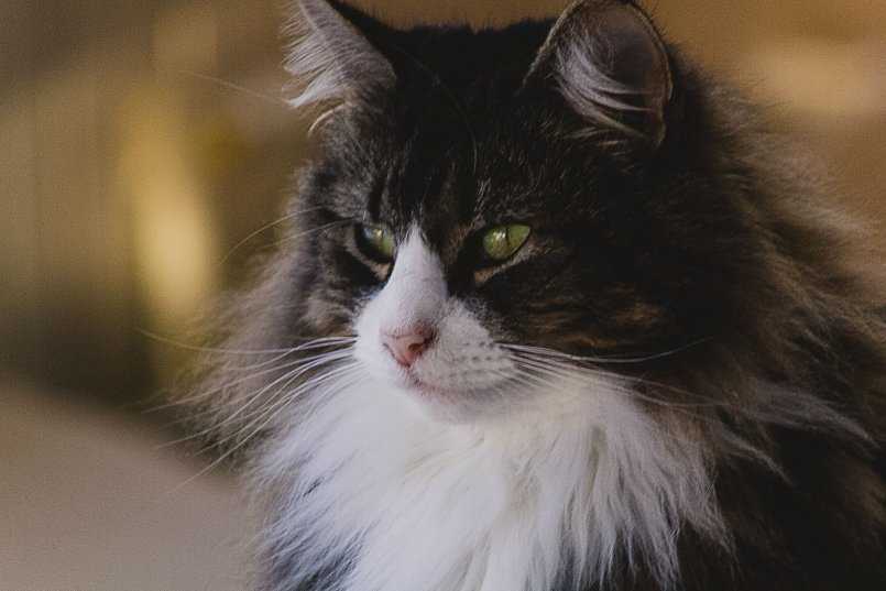 Норвежская лесная кошка ? фото, описание, характер, факты, плюсы, минусы кошки ✔