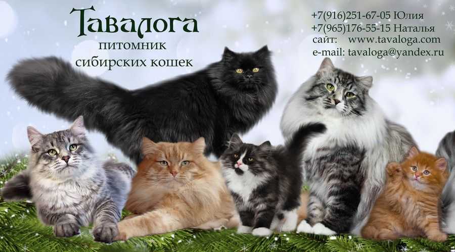 Сибирская кошка фото, описание породы, цена котят, отзывы владельцев