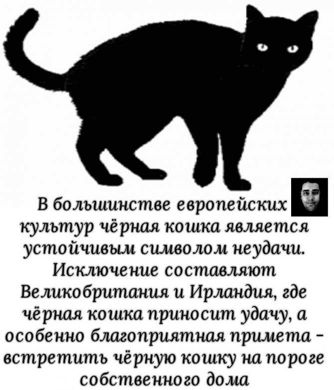 Значение приметы: чёрная кошка перебежала дорогу