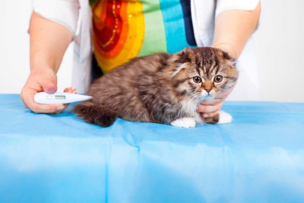 Кошка отказывается есть после стерилизации