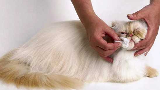 Персидская кошка: описание, характер, особенности ухода и фото ?