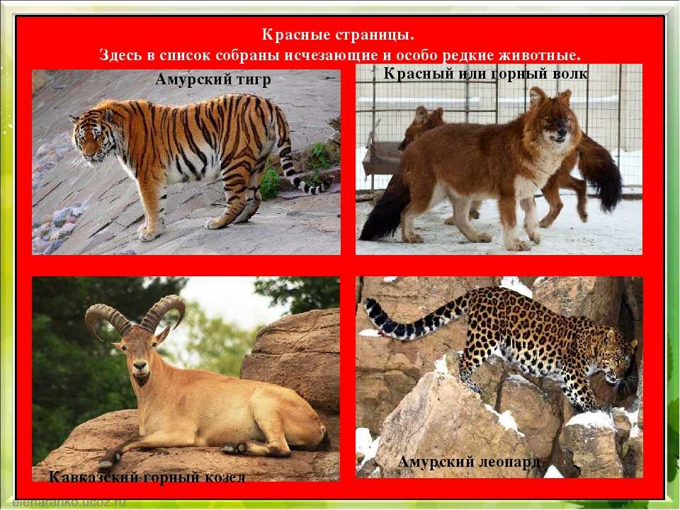 Какие животные России и мира вошли в международную красную книгу, фото и описание