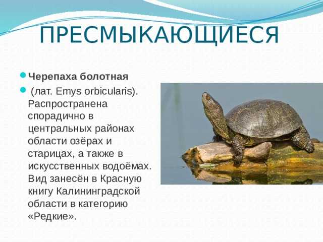 ᐉ родина и происхождение черепах: где и как появились первые черепахи - zoopalitra-spb.ru