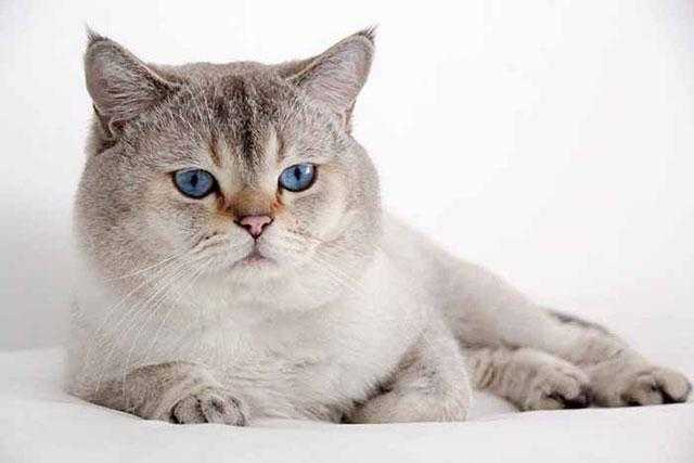 Шотландская вислоухая кошка (скоттиш-фолд): полный обзор породы