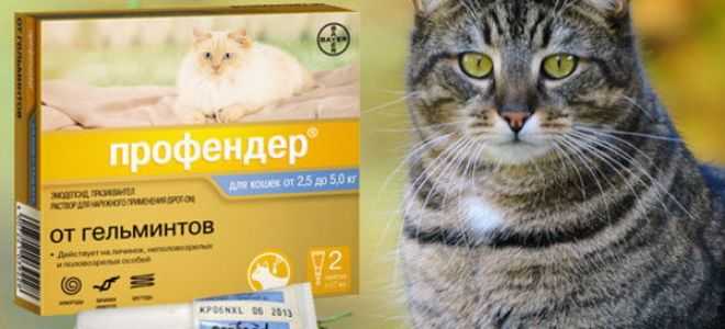 Профендер для кошек: инструкция по применению, отзывы, цена, аналоги