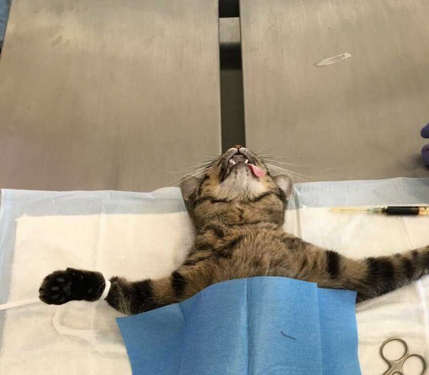 Всё о стерилизации кошек: когда можно стерилизовать, виды, операция, уход, осложнения, за и против - vet-call24 киев