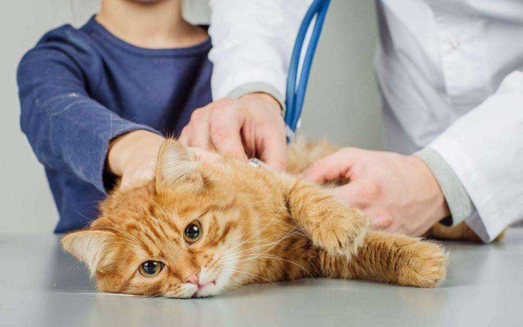 Гноятся глаза у кошек: причины, симптомы и способы лечения глаз у кошек в домашних условиях