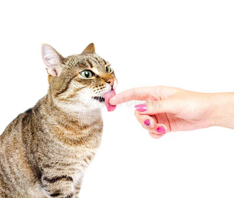 Кошка лижет руки хозяина - причины, как отучить