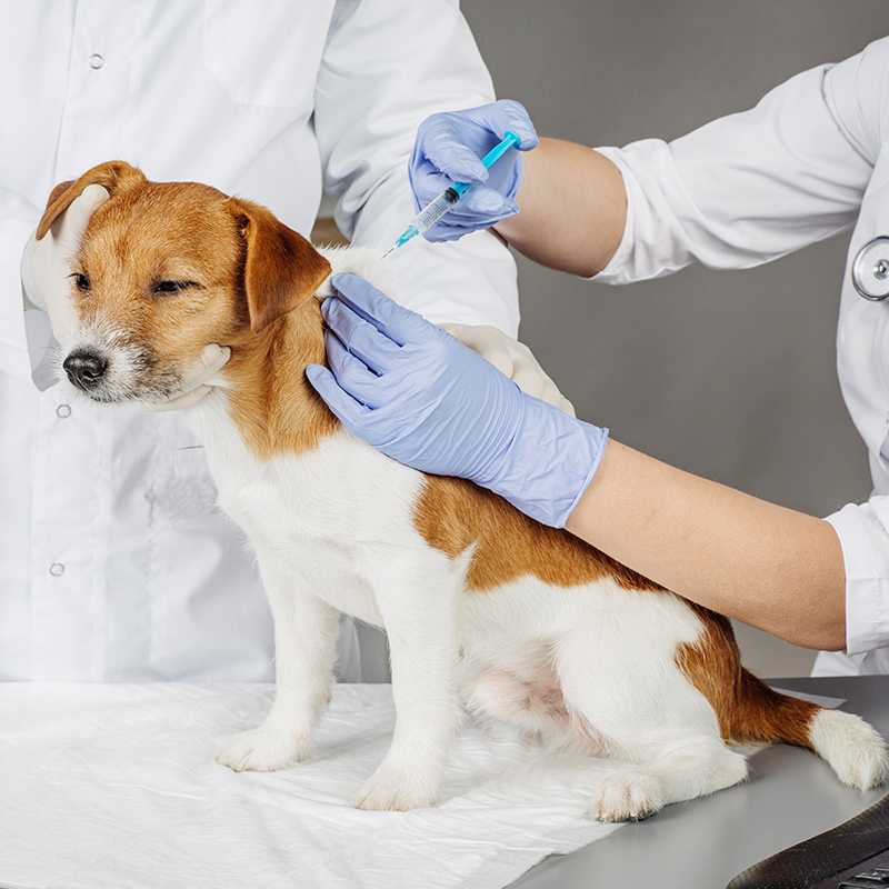 Прививка от бешенства собаке. зачем и почему она необходима