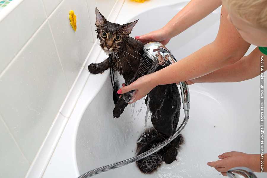 Купание кота: правила процедуры, советы для хозяев пугливых животных, подготовка и поэтапное описание мытья, альтернативные способы