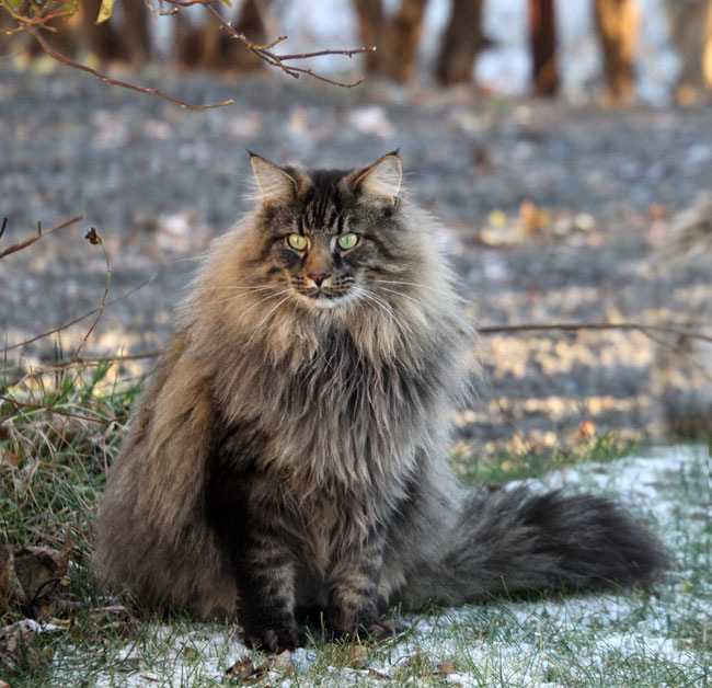 Норвежская лесная кошка – северная красавица в шикарной шубе