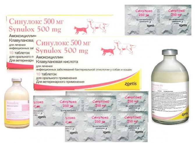 Антибактериальный препарат для кошек Синулокс: форма выпуска, инструкция по применению и расчет дозировки, ориентировочная цена на препарат