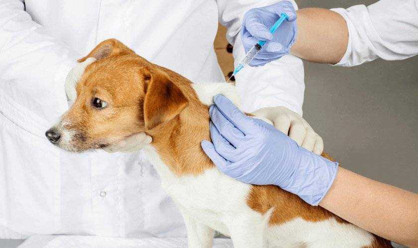 Прививка от бешенства собаке: особенности вакцинации