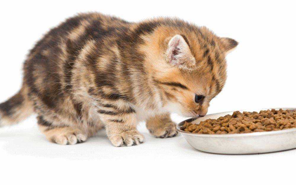 Можно ли кормить котенка только сухим кормом? плюсы и минусы кормления сухим кормом. можно ли давать ему один влажный корм?