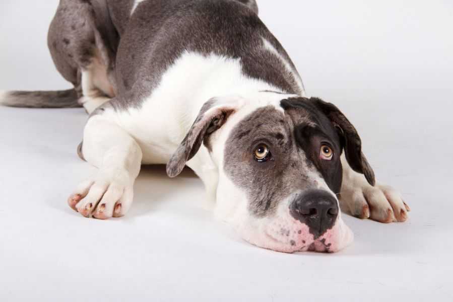 Инсульт у собак - признаки инсульта, последствия, лечение инсульта у собак в москве. ветеринарная клиника "зоостатус"