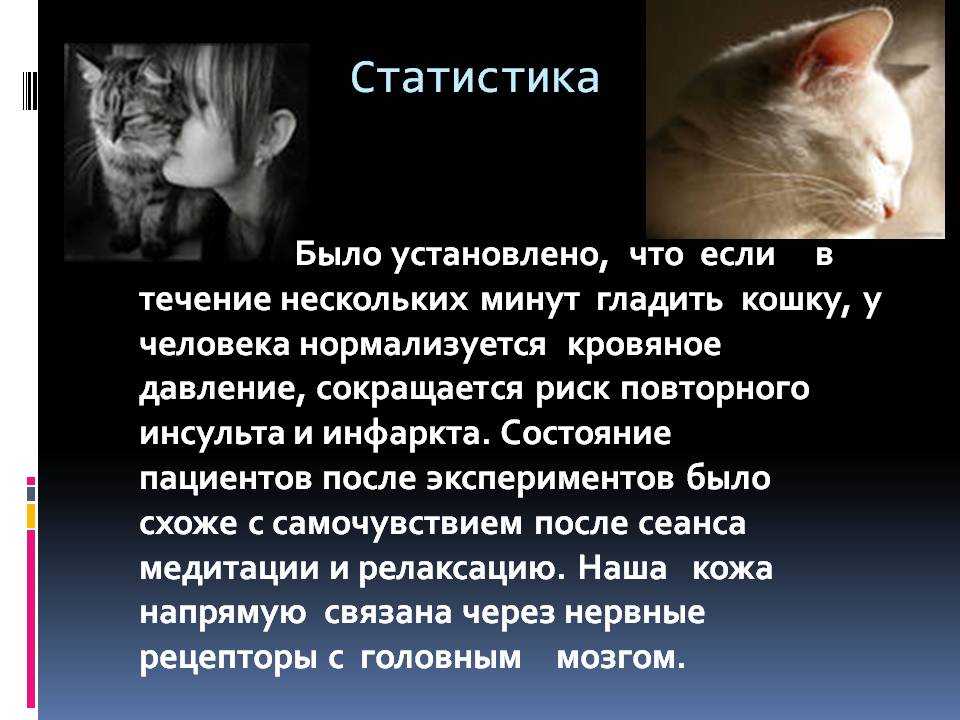 Играет роль кошки. Влияние кошек на человека. Польза кошек. Польза кошек для человека. Роль кошки в жизни человека.