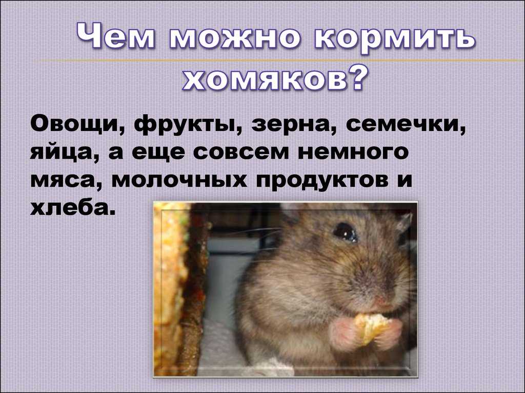 ᐉ можно ли хомякам сыр (джунгарикам, сирийским и другим породам) - zoopalitra-spb.ru