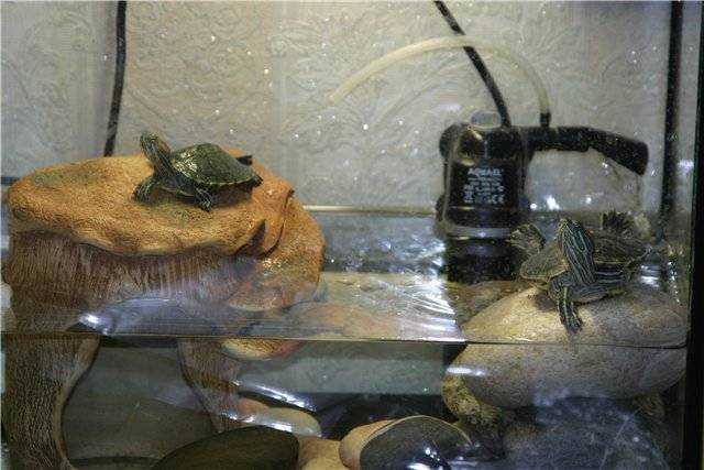 Как температура воды и воздуха нужна для оптимального содержания красноухой черепахи. Какое оборудование необходимо для поддержания нужной температуры в аквариуме.