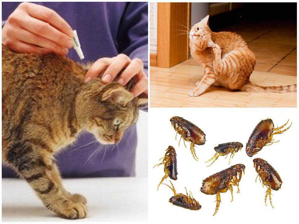 Кошки, блохи у кошек, симптомы заболевания и методы лечения