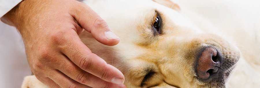 Пироплазмоз у собак: трудно переносится, легко лечится. главное – вовремя заметить! | блог ветклиники "беланта"
