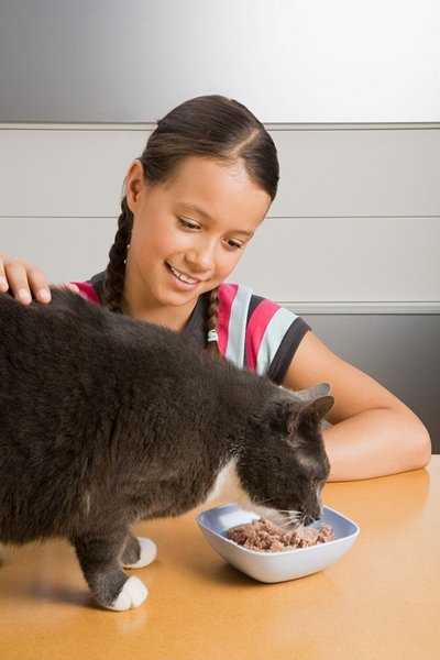 Норма веса кошки: как поддерживать здоровый вес кота? | perfect fit™