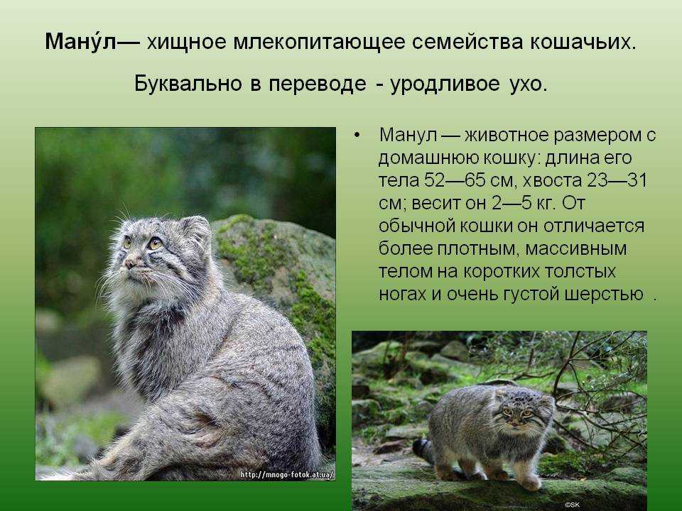 Самые маленькие дикие кошки планеты: описание и фото видов