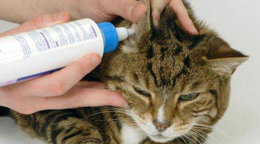 Левомеколь (мазь) для кошек и собак | отзывы о применении препаратов для животных от ветеринаров и заводчиков