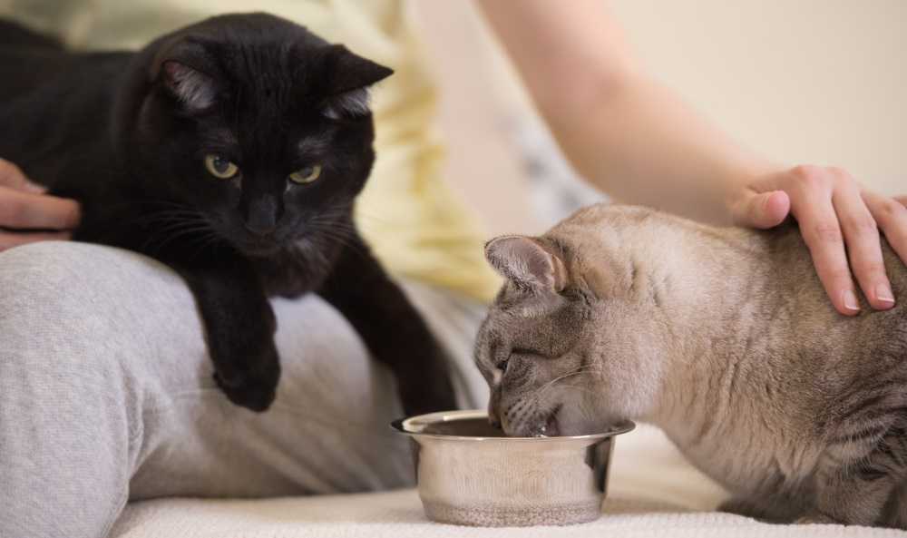 Стресс и проблемы с мочеиспусканием у кошек