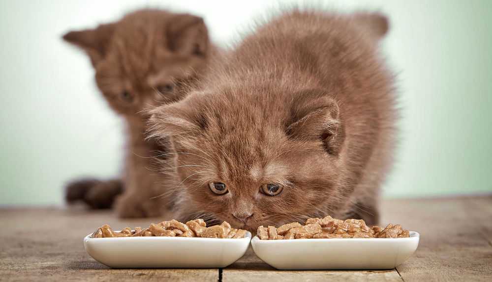 Чем кормить котенка: полное руководство для новичков