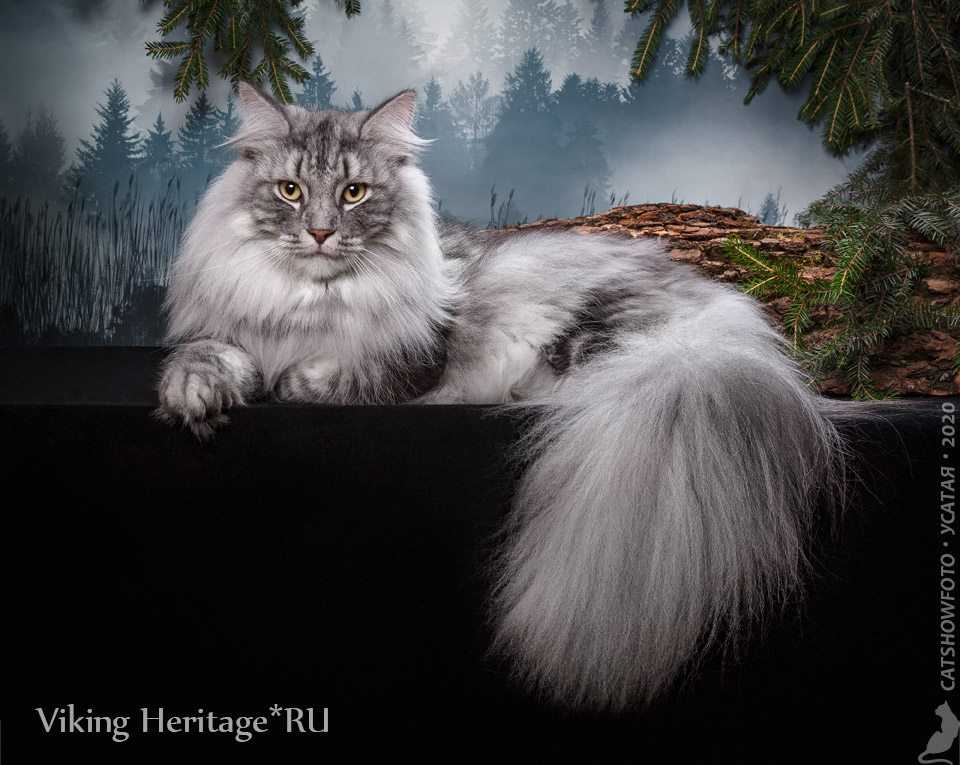 Норвежская лесная кошка: описание, содержание и разведение