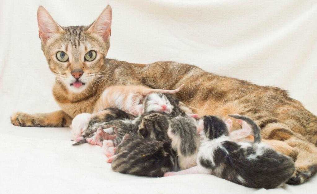Роды у кошек британской породы сколько длятся