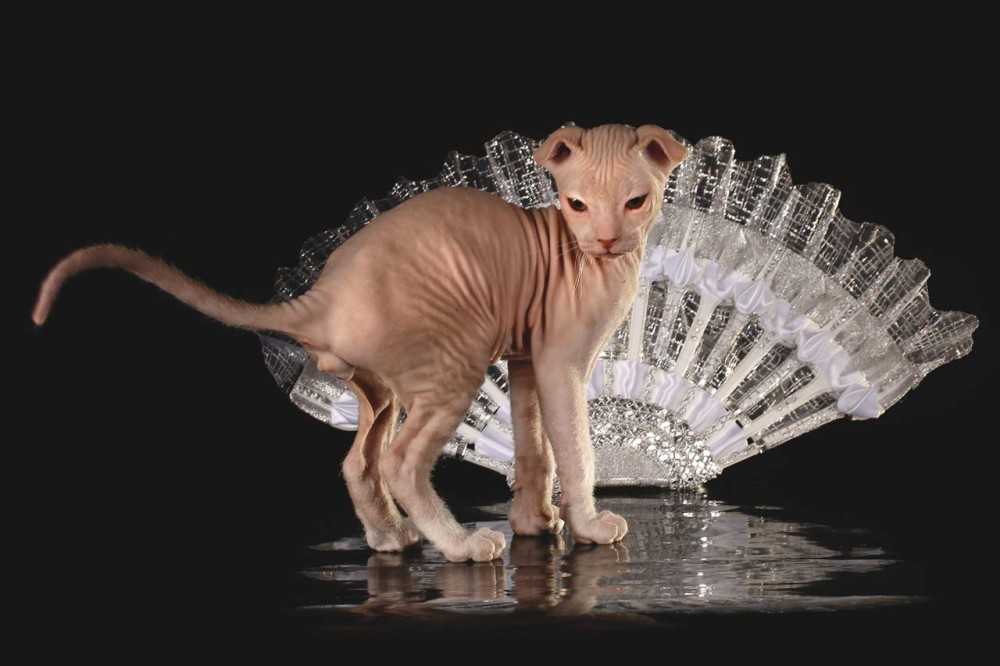 Как называется порода кошки леопардового окраса