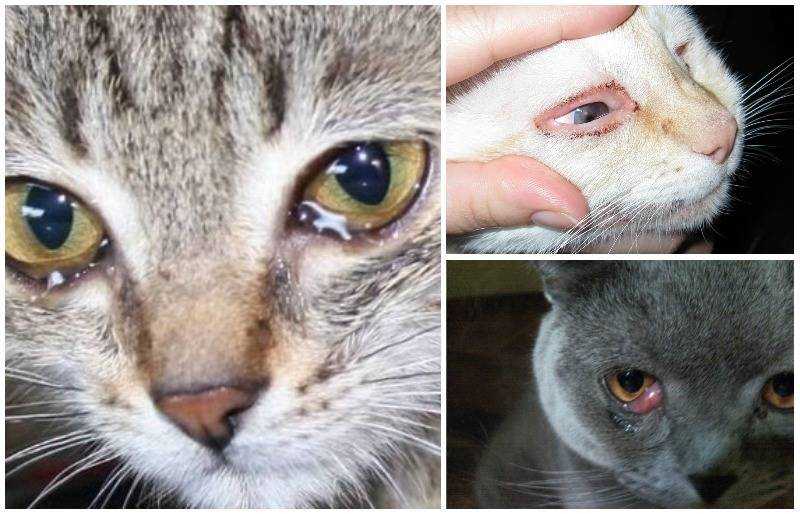 Чем лечить глаза у кошки?