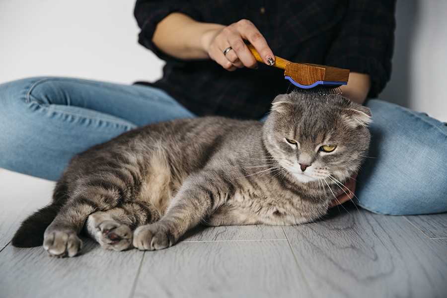 Как ухаживать за котенком: советы начинающим кошковладельцам
