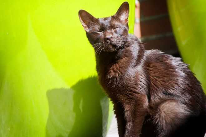 Гавана браун: фото кошки, цена, описание породы, характер, видео, питомники
