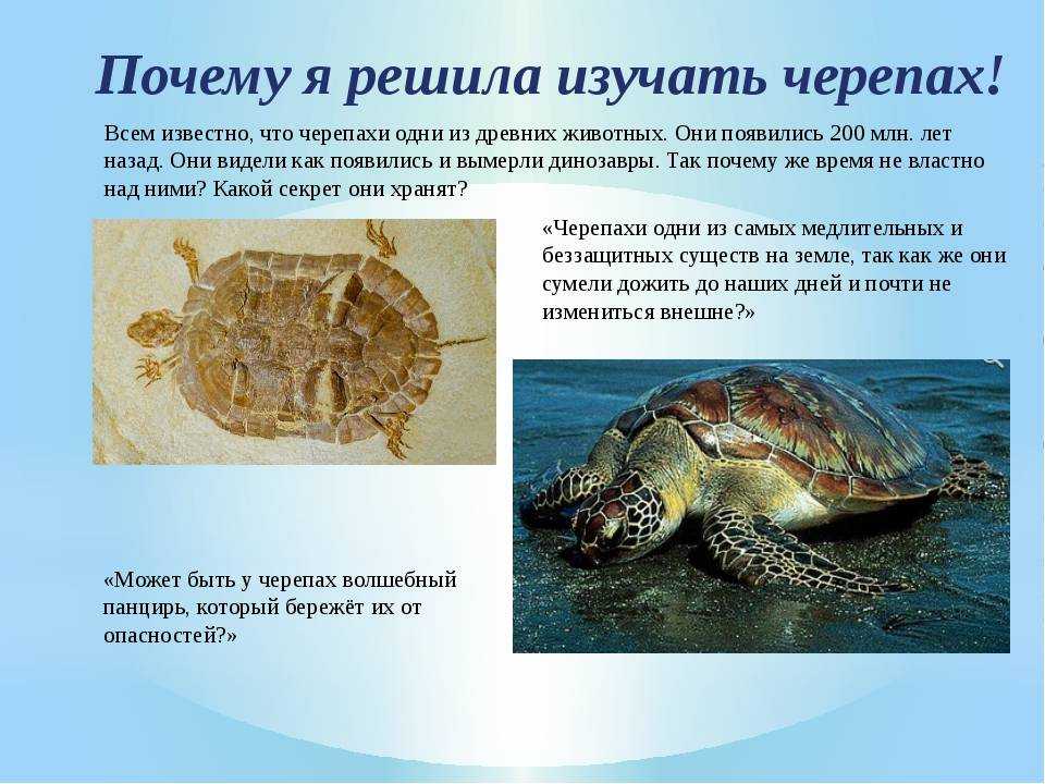 Какие черепахи относятся к морским. Красноухая черепаха ареал обитания. Описание черепахи. Образ жизни черепахи. Сообщение о черепахе.