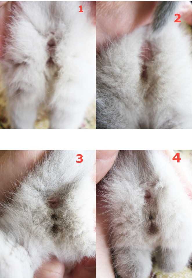 Как определить пол котенка и отличить мальчика от девочки в маленьком возрасте, в 1 и 2 месяца