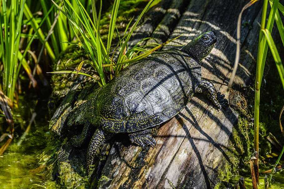 ᐉ черепахи в россии: какие разновидности живут и водятся в нашей природе - zoopalitra-spb.ru