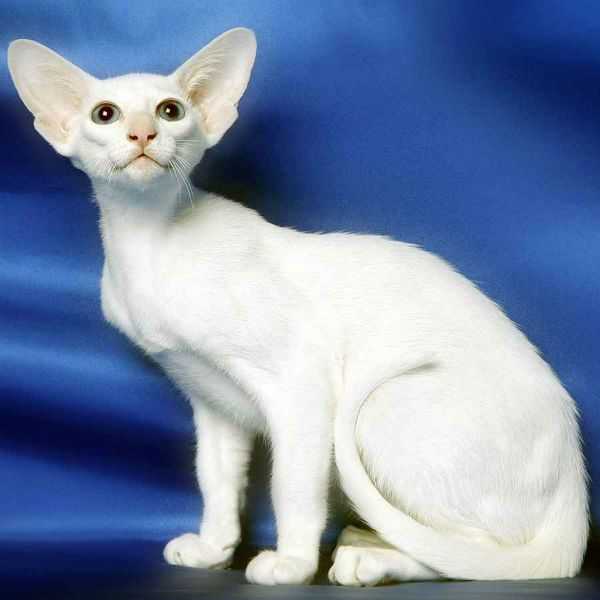 Сейшельская фото описание кошки
