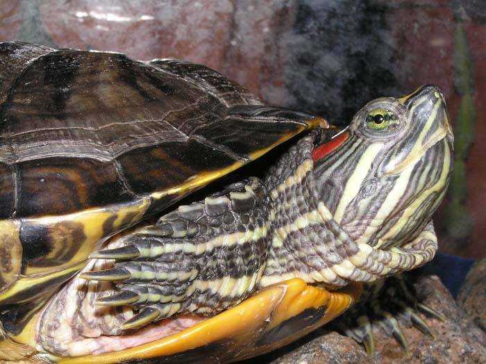 ᐉ как зимуют черепахи в природе и домашних условиях, выживут ли они в пруду зимой? - zoopalitra-spb.ru