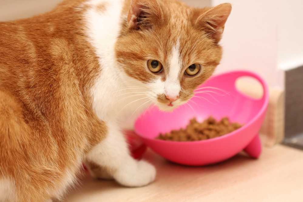 Кошка плохо и мало ест причины