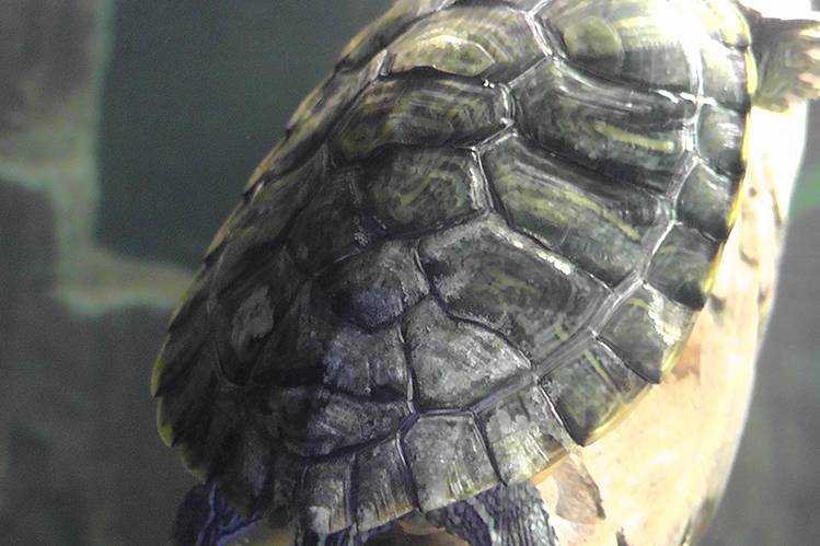 Как определить возраст черепах: по размеру и числу колец на панцире