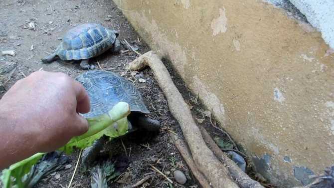 Чем можно и нельзя кормить красноухих черепах?