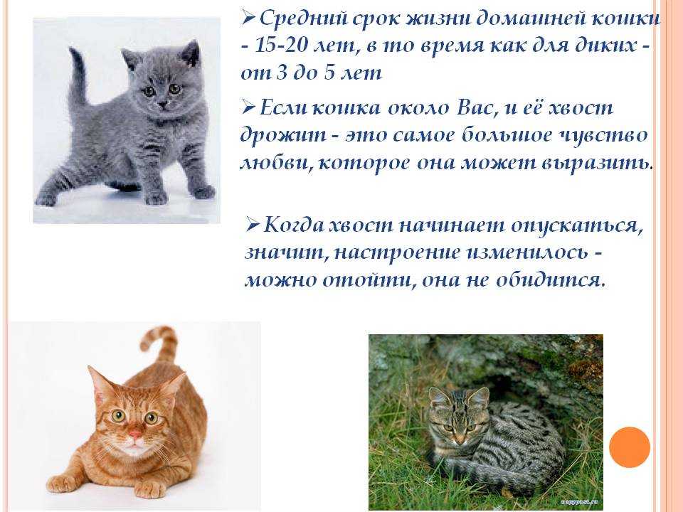 ᐉ сколько живут кошки: таблица средней продолжительности жизни разных пород - zoopalitra-spb.ru