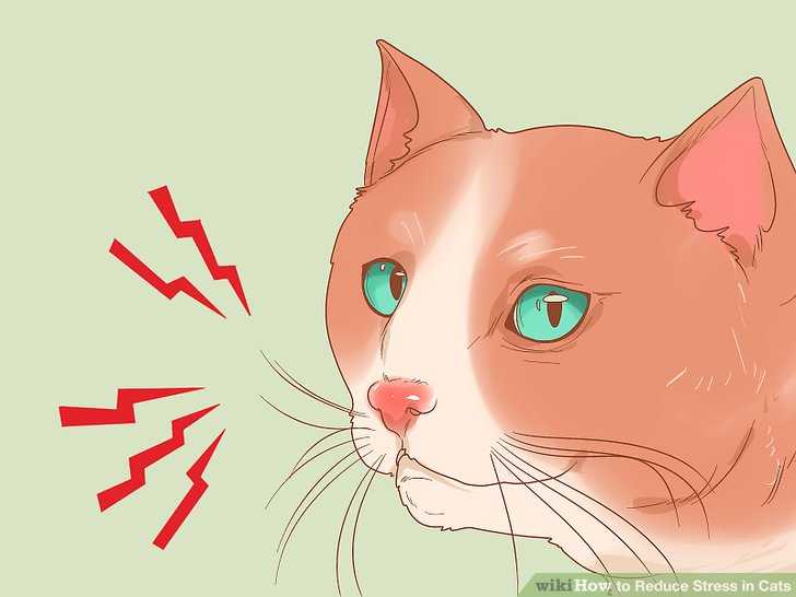 5 шагов как снять стресс у кошки
