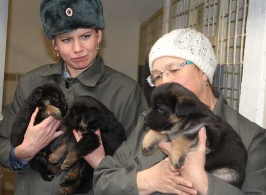 Правила регистрации домашних животных в россии