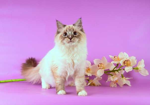 Страна чудес - питомник сибирских невских маскарадных кошек