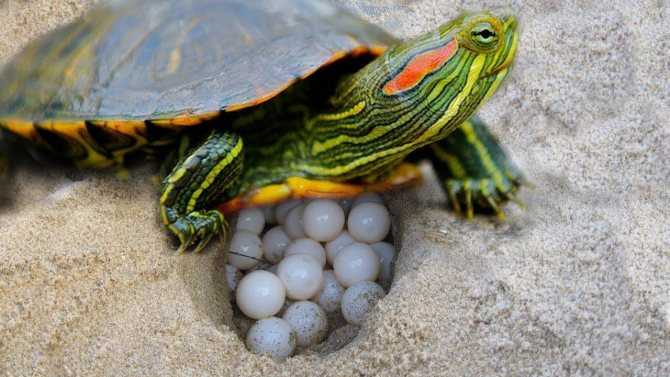 Как частно необходимо кормить красноухих черепах: маленьких и взрослых особей. К чему приводит частое кормление и наоборот недоедание.